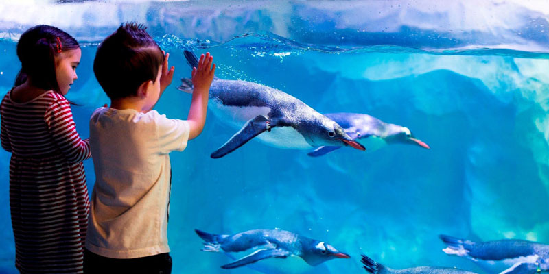 ABT am BodenSEE - SEE Ticketing